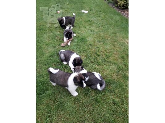 Ιαπωνικά Akita.